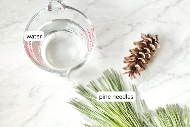 How to Make Pine Needle Tea, Foraging Tips & Benefits Daily Tea Time